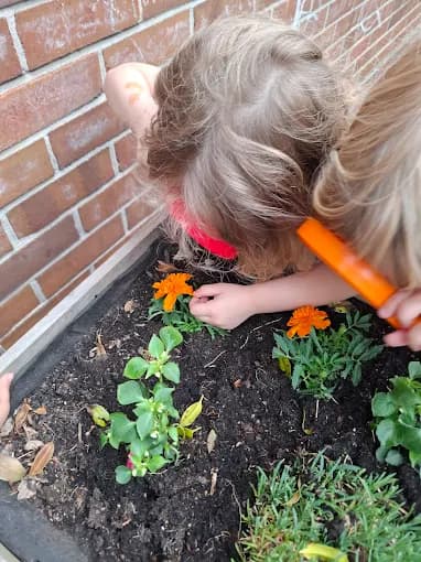 Little Starlings photo 3